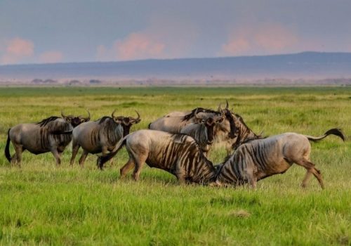 4 Days Wildebeest Calving Safari