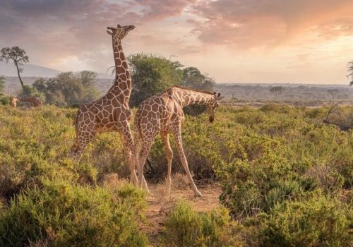 6 Days Classical Tanzania Safari
