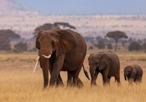 10 Days Tanzania Luxury Safari